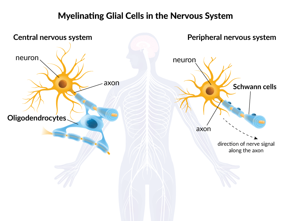 Cells