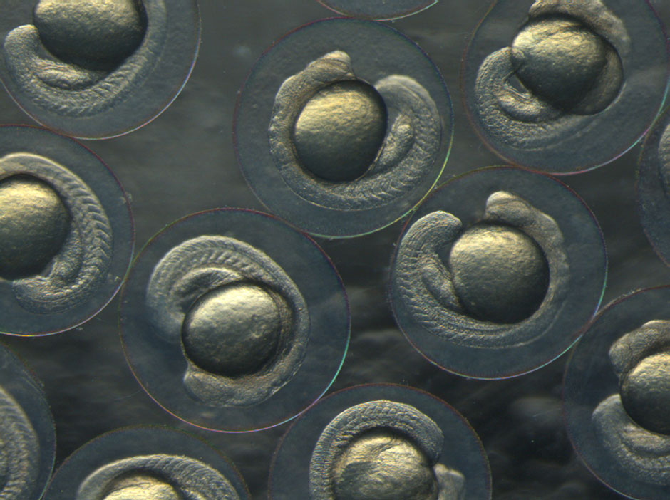 Zebrafish Embryos