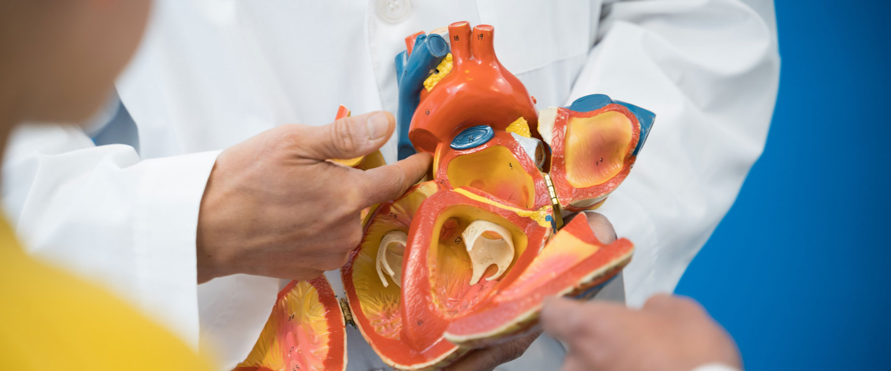 A close-up of a doctor holding a model of a heart