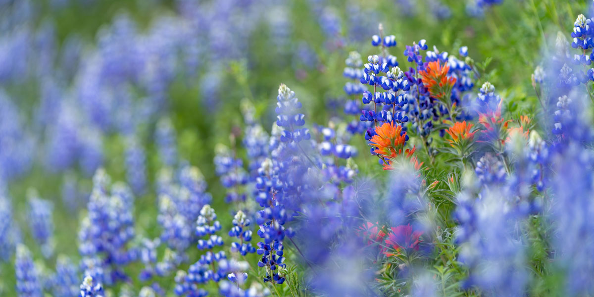 Wildflowers of the Pacific Northwest: lupine and Indian Paintbrush
