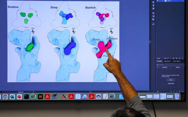 A scientist points to a P2X7 receptor on a large screen