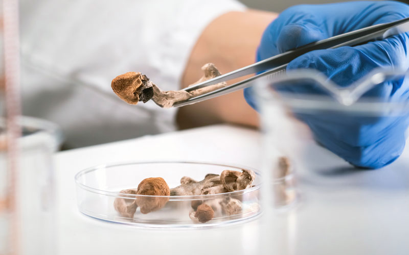 psilocybin mushrooms in a dish